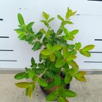 Zemolez kamčatský - Kamčatská čučoriedka (Lonicera kamtschatica) ‘INDIGO GEM’ - skorá, výška 30-40 cm, kont. C2L